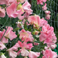 Susan Burgess Sweet Pea seeds online shopping