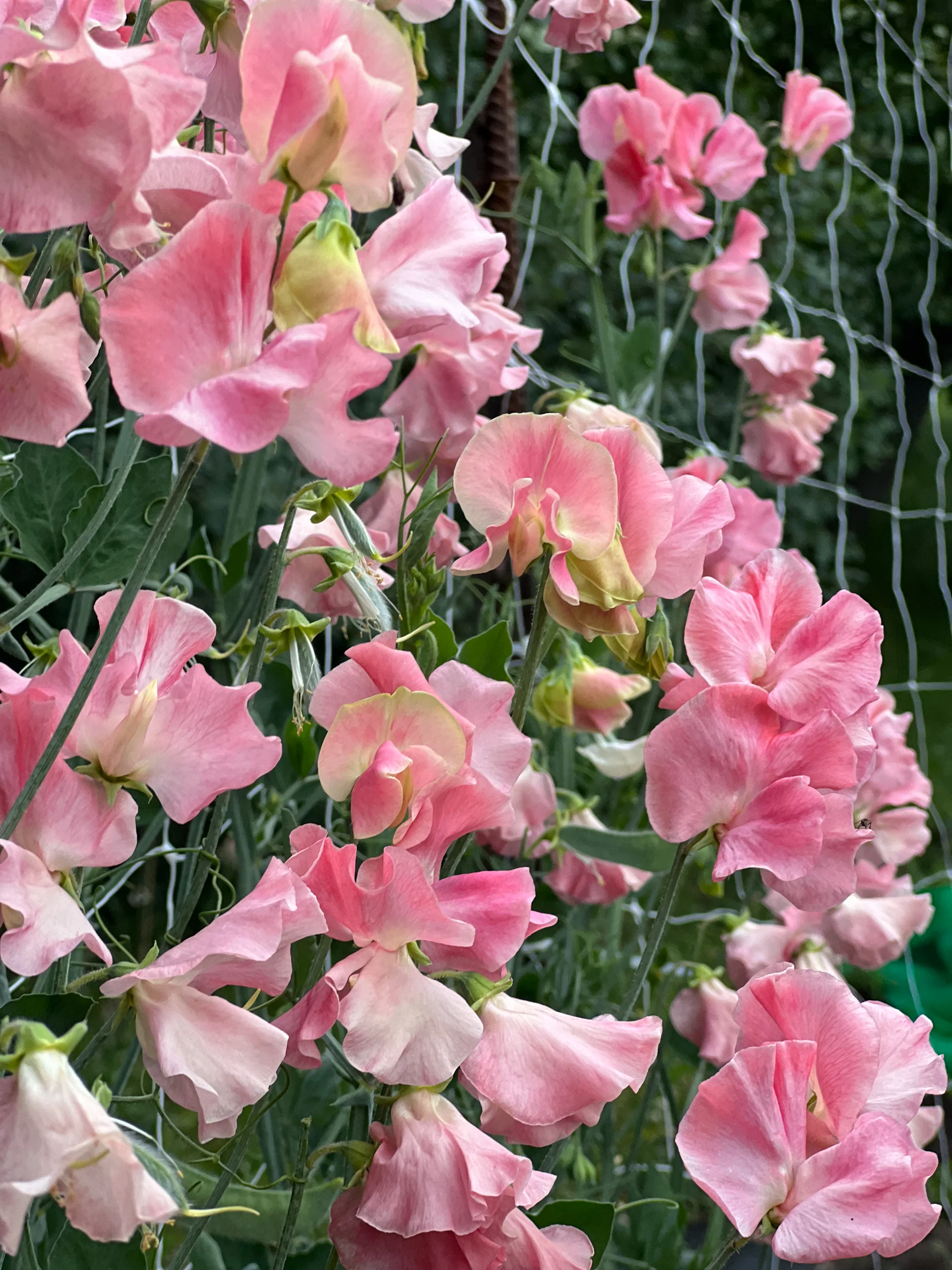 Susan Burgess Sweet Pea seeds online shopping