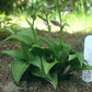 Tom Thumb Hosta