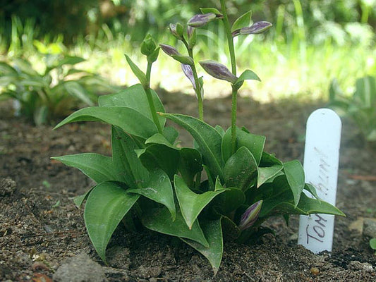 Tom Thumb Hosta