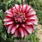 Santa Claus Dahlia