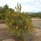 Corsica #1 Clementine Budwood citrus plant material online shopping