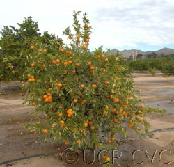 Corsica #1 Clementine Budwood citrus plant material online shopping