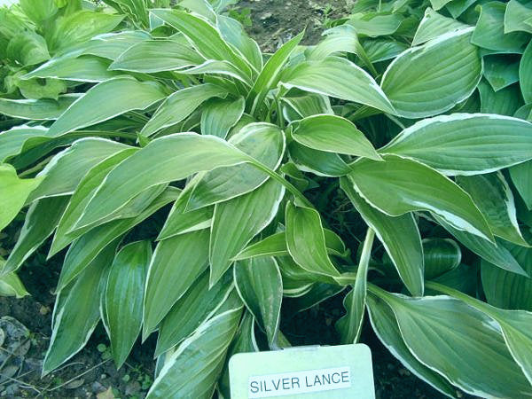 Silver Lance Hosta Plants online shopping