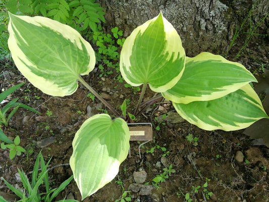 Delicious Hosta Plants online shopping