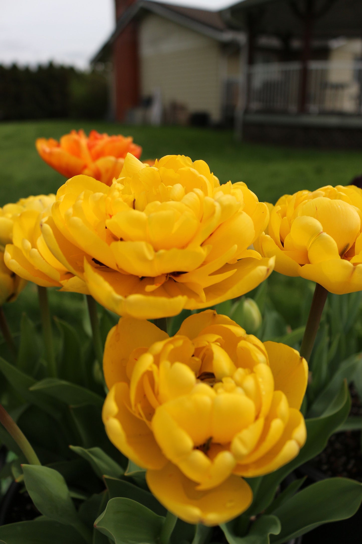 Yellow Pomponette Tulip Bulbs