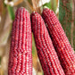 Pink Popcorn Corn