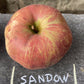 Sandow Heirloom Apple