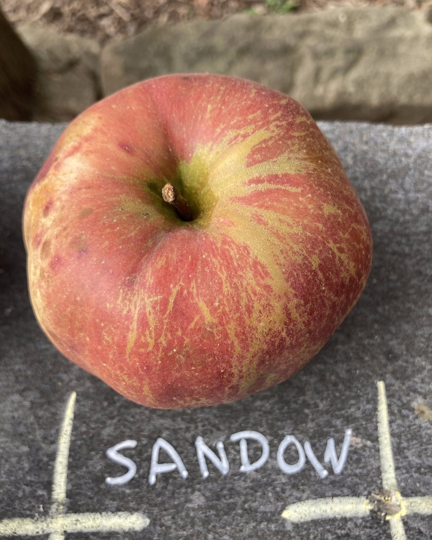 Sandow Heirloom Apple