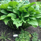 Old Faithful Hosta Plants online shopping