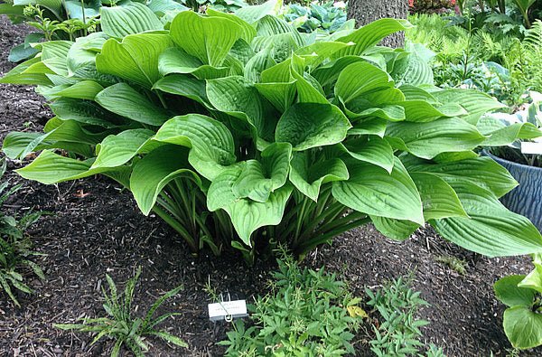 Old Faithful Hosta Plants online shopping