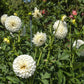 Brookside Snowball Dahlia