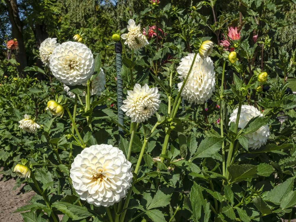 Brookside Snowball Dahlia