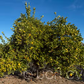 Xuegan Sweet Orange Budwood citrus plant material online shopping