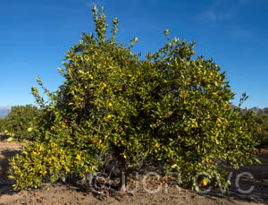Xuegan Sweet Orange Budwood citrus plant material online shopping