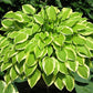 Lakeside Ninita Hosta Plants online shopping