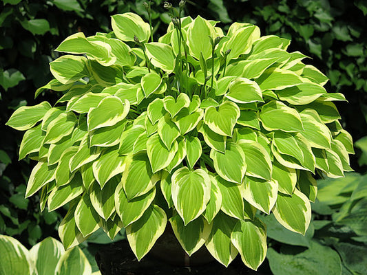 Lakeside Ninita Hosta Plants online shopping