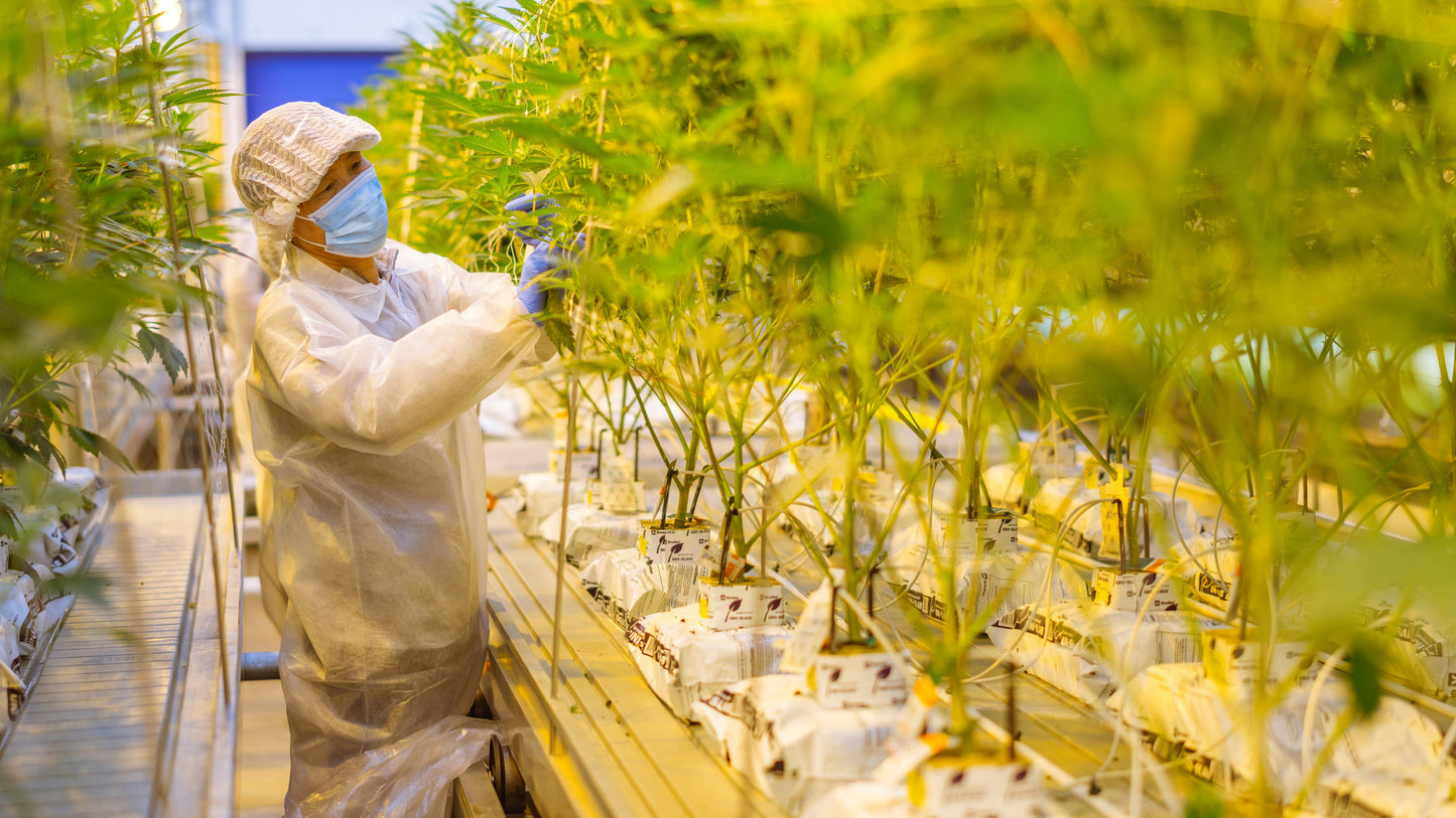 Grodan® Improved Gro Slab 8''