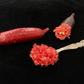 Ruby My Dear Australian Finger Lime Budwood citrus plant material online shopping