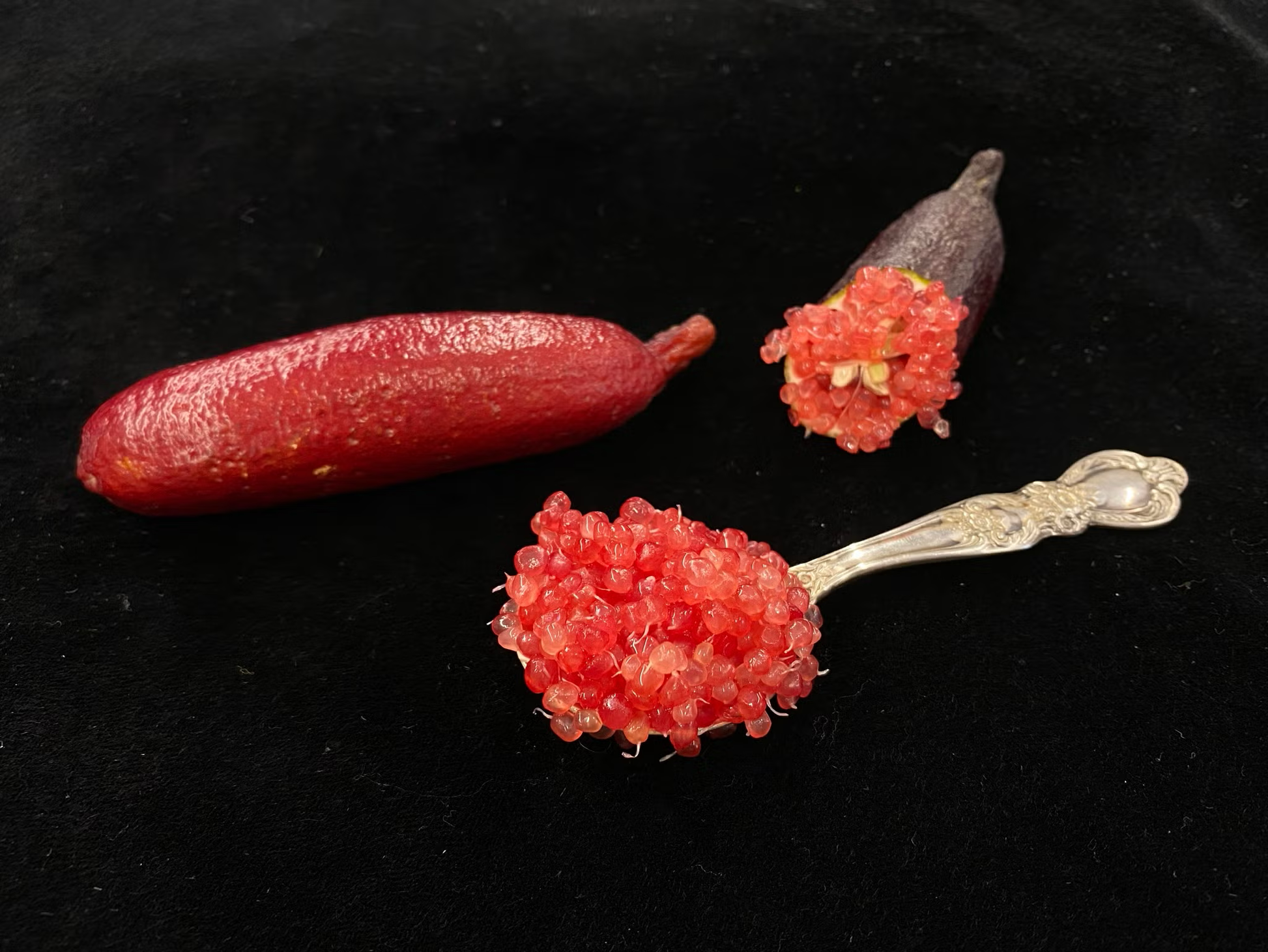 Ruby My Dear Australian Finger Lime Budwood citrus plant material online shopping