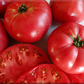 Pruden's Purple Organic Tomato