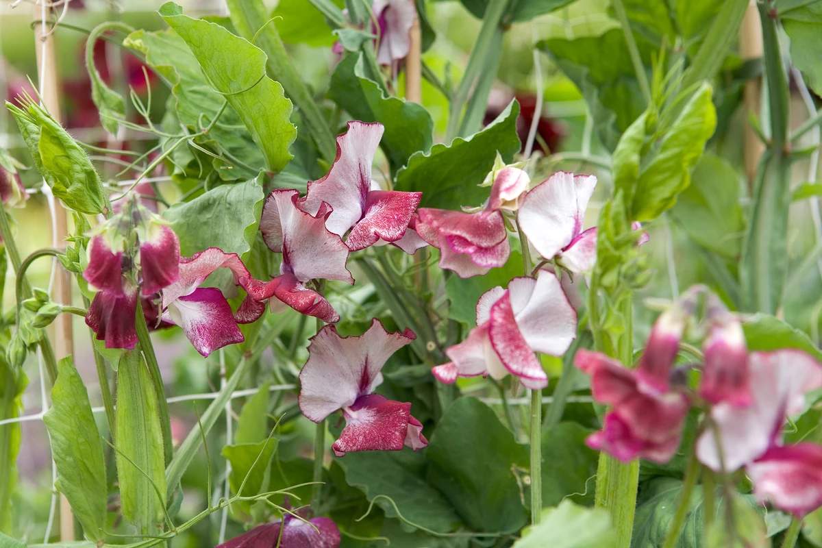 Olive D Sweet Pea seeds online shopping