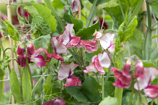 Olive D Sweet Pea seeds online shopping