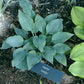 Indigo Hosta Plants online shopping
