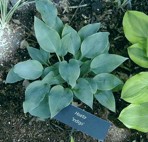 Indigo Hosta Plants online shopping