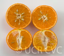 Nova Mandarin Budwood citrus plant material online shopping