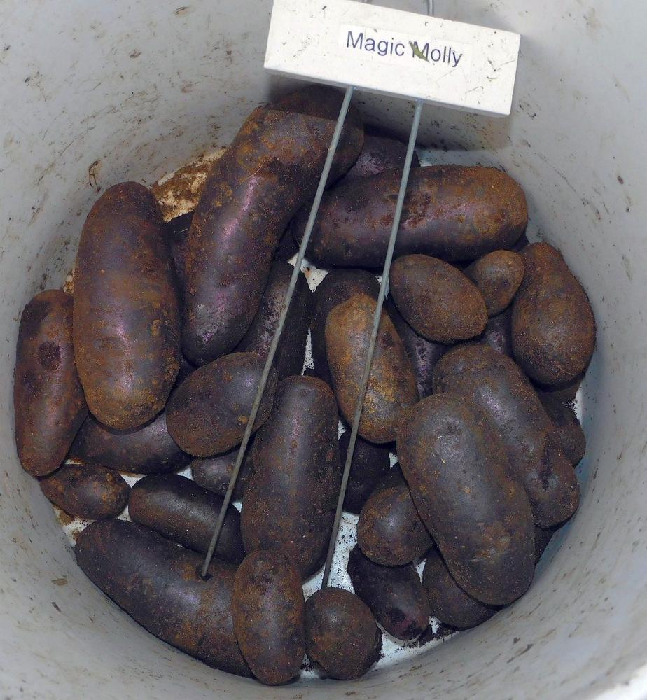 Magic Molly Seed Potato online shopping