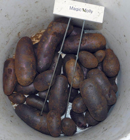 Magic Molly Seed Potato online shopping