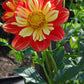 Wheels Dahlia Plants online shopping