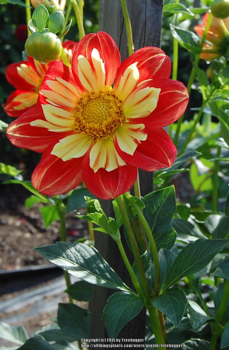 Wheels Dahlia Plants online shopping