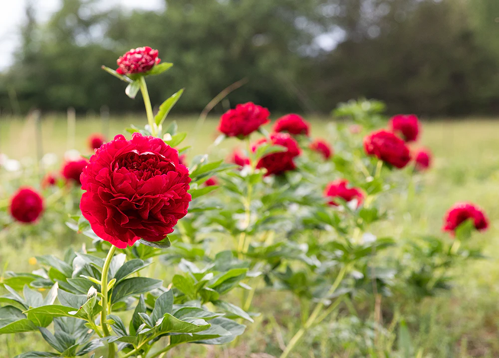 Paeonia Lactiflora Henry Bockstoce
