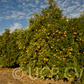 Ellendale Tangor Mandarin Budwood citrus plant material online shopping