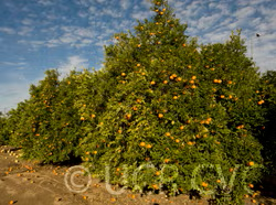 Ellendale Tangor Mandarin Budwood citrus plant material online shopping