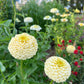 Oklahoma Ivory Zinnia Seeds online shopping