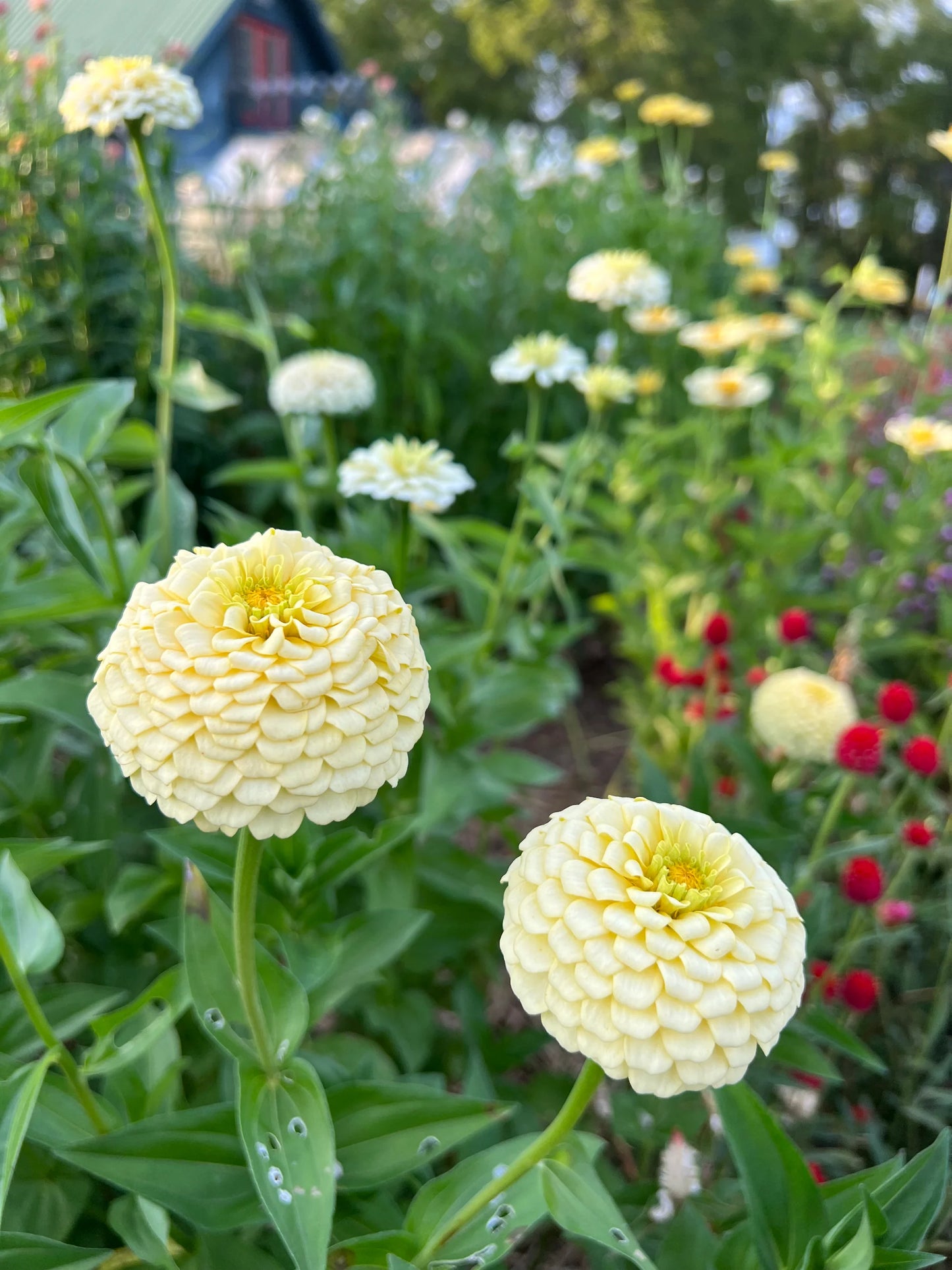 Oklahoma Ivory Zinnia Seeds online shopping