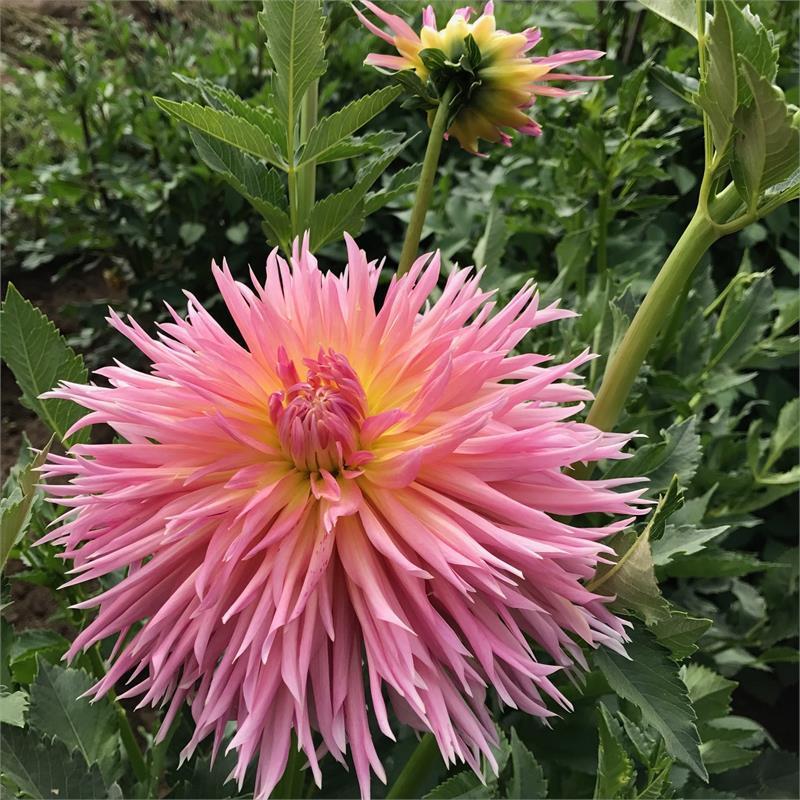 Shaggy Chic Dahlia