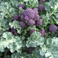 Burgundy F1 Broccoli