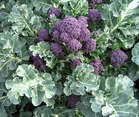 Burgundy F1 Broccoli Seeds online shopping