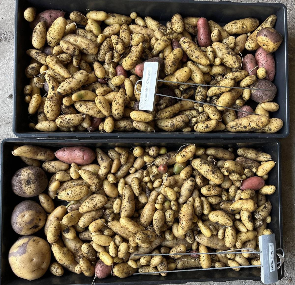 Austrian Crescent Fingerling Seed Potato online shopping