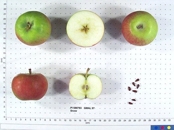 Fameuse Snow Heirloom Apple 