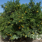 Benton Citrange Trifoliate Hybrid Budwood citrus plant material online shopping