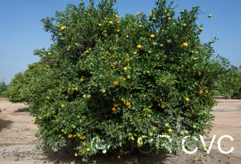 Benton Citrange Trifoliate Hybrid Budwood citrus plant material online shopping