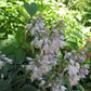 Sterling Medallion Hosta Plants online shopping