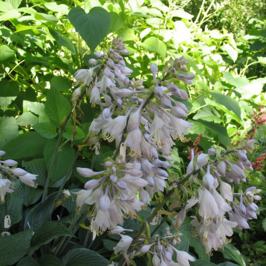 Sterling Medallion Hosta Plants online shopping