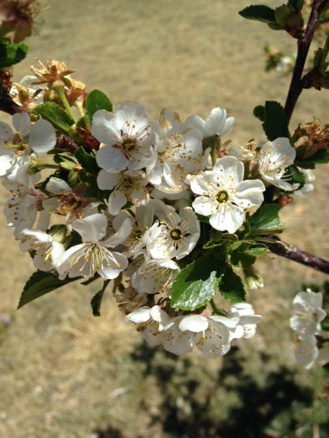 Surefire Sour Cherry