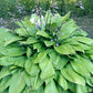 First Blush Hosta Plants online shopping